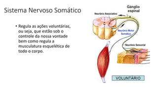 Sistema Nervoso Somático
• Regula as ações voluntárias,
ou seja, que estão sob o
controle da nossa vontade
bem como regula a
musculatura esquelética de
todo o corpo.
 
