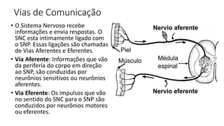 Vias de Comunicação
• O Sistema Nervoso recebe
informações e envia respostas. O
SNC esta intimamente ligado com
o SNP. Essas ligações são chamadas
de Vias Aferentes e Eferentes.
• Via Aferente: Informações que vão
da periferia do corpo em direção
ao SNP, são conduzidas por
neurônios sensitivos ou neurônios
aferentes.
• Via Eferente: Os impulsos que vão
no sentido do SNC para o SNP são
conduzidos por neurônios motores
ou eferentes.
 