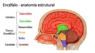 Encéfalo - anatomia estrutural
 