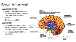 Anatomia funcional
• Suprassegmentar:
• não faz conexões diretas com
os nervos; substância cinzenta
“por fora” da substância
branca.
• Cérebro e cerebelo.
• Segmentar:
• faz conexões diretas com os
nervos; substância cinzenta
“dentro” da substância branca.
• Medula espinhal, SNP, tronco
encefálico.
 