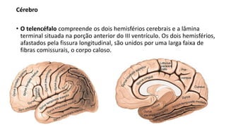 Cérebro
• O telencéfalo compreende os dois hemisférios cerebrais e a lâmina
terminal situada na porção anterior do III ventrículo. Os dois hemisférios,
afastados pela fissura longitudinal, são unidos por uma larga faixa de
fibras comissurais, o corpo caloso.
 