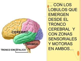 …  CON LOS LOBULOS QUE EMERGEN DESDE EL TRONCO CEREBRAL  Y CON ZONAS SENSORIALES Y MOTORAS EN AMBOS… 