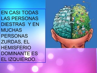EN CASI TODAS LAS PERSONAS DIESTRAS  Y EN MUCHAS PERSONAS ZURDAS, EL HEMISFERIO DOMINANTE ES EL IZQUIERDO. 