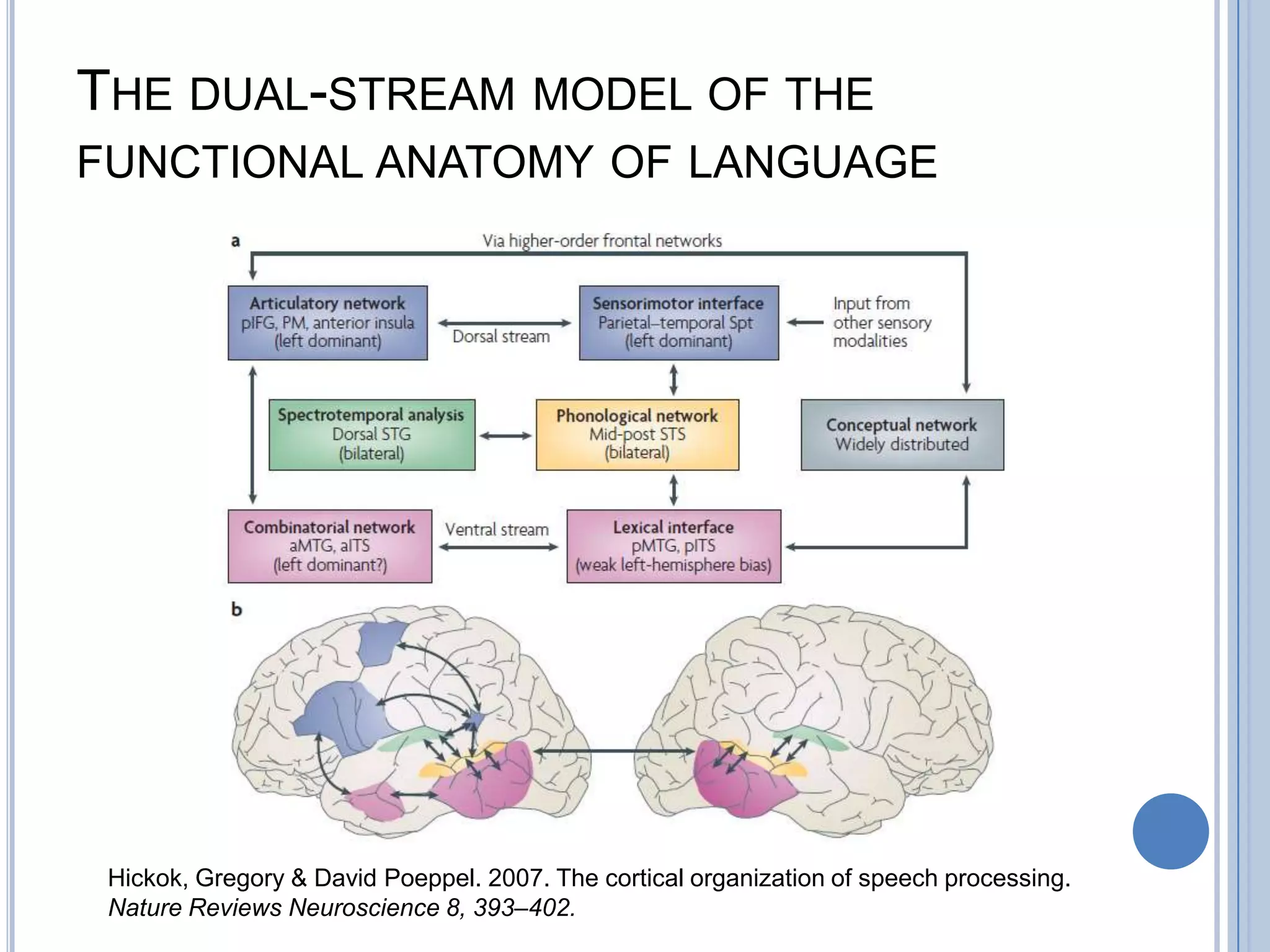 Neurolinguistics | PPTX