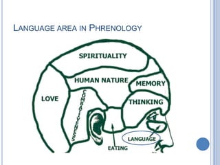 Language area in Phrenology 