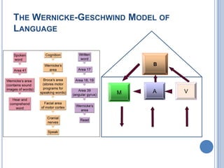 Wernicke’s AphasiaCarl Wernicke 1871 Ten years later, Carl Wernicke, a German neurologist, discovered another part of the brain, this one involved in understanding language, in the posterior portion of the left temporal lobe. 