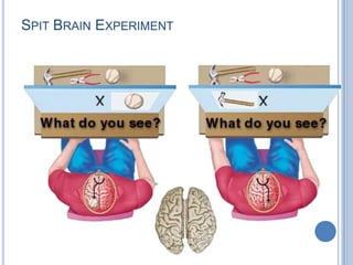 Handedness and Language