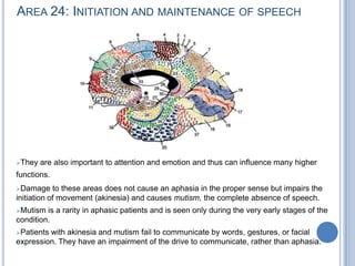 Cortical mapping of the language areas in the left cerebral cortex during neurosurgeryLocation of the classical language areas. Evidence for the variability of language representation among individuals.The number in each circle indicates the percentage of the patients who showed interference with language in response to stimulation at that site. Note also that many of the sites that elicited interference fall outside the classic language areas.                                                (B after Ojemann et al., 1989.)