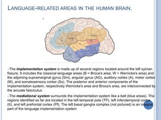 Language Related area of Left Brain PET