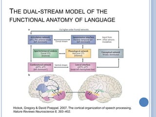Syntactical Processing When comparing grammatical sentences to word strings with syntactic errors, the latter elicit stronger brain activation in left perisylvian cortex, especially in inferior-frontal and in superior-temporal cortexWhen directly comparing sentences with different grammatical structure, for example active and passive, subject and object relative, and coordinated and subordinated sentences, the grammatically more demanding sentences tended to elicit stronger activation; again some of the activation differences were located in left perisylvian cortex