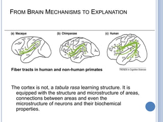 Syntactic networks in the human brainThe frontal operculum and BA 44 together with the anterior STG, dealing with the structure of phrases (noun phrase, prepositional phrase etc.) and BA 44/45, together with the posterior STG, being responsible for thematic role assignmentWithin the latter network, BA 44 seems to process hierarchical structures independent of semantics (i.e. in natural and semantic-free artificial grammars [44,45]), whereas The posterior STG seems to support the integration of syntactic and semantic information to achieve understanding (that is to understand who is doing what to whom).