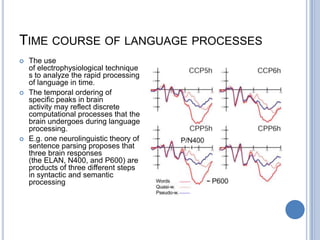 Time course of language processesThe use of electrophysiological techniques to analyze the rapid processing of language in time.The temporal ordering of specific peaks in brain activity may reflect discrete computational processes that the brain undergoes during language processing.E.g. one neurolinguistic theory of sentence parsing proposes that three brain responses (the ELAN, N400, and P600) are products of three different steps in syntactic and semantic processing