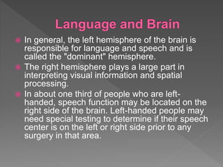 Neurolinguistics and brain types