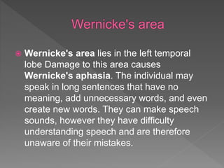 Neurolinguistics and brain types