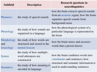Neurolinguistics and brain types