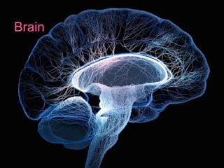 Neurolinguistics and brain types
