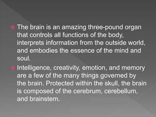 Neurolinguistics and brain types