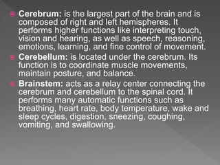 Neurolinguistics and brain types