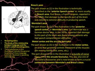 Broca’s areaThe part shown as (1) in the illustration is technically described as the ‘anterior Speech cortex’ or, more usually, as Broca’s area. Paul Broca, a French surgeon, reported in the 1860s that damage to this specific part of the brain was related to extreme difficulty in producing speech.  Wernicke’sareaThe part shown as (2) in the illustration is the ‘posterior speech cortex’, or Wernicke’s area. Carl Wernicke was a German doctor who, in the 1870s, reported that damage to this part of the brain was found among patients who had speech comprehension difficulties.  Motor cortex and the arcuate fasciculusThe part shown as (3) in the illustration is the motor cortex, an area that generally controls movement of the muscles (for moving hands, feet, arms, etc.). The part shown as (4) in the illustration is a bundle of nerve fibers called the arcuate fasciculus. This was also one of Wernicke’s discoveries and is now known to form a crucial connection between Wernicke’s and Broca’s areas.Neurolinguistics