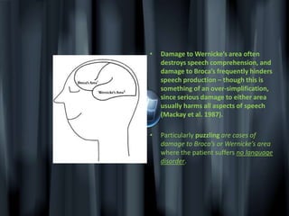 The study of the relationship between language and the brain is called neurolinguistics.
