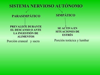 SISTEMA NERVIOSO AUTÓNOMO PARASIMPÁTICO SIMPÁTICO SE ACTIVA EN SITUACIONES DE ESTRÉS PREVALECE DURANTE EL DESCANSO O ANTE LA INGESTIÓN DE ALIMENTOS Porción craneal  y sacra Porción torácica y lumbar 