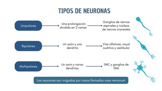 Sna Visual Neurología generalidades para estudiantes de medicina | PDF