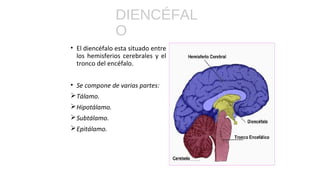 Glándula que forma parte del
diencéfalo, y se sitúa por encima
de la hipófisis.
Es una región pequeña pero
crucial porqu...