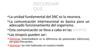 RECORDAR
QUE…
•La unidad fundamental del SNC es la neurona.
•La comunicación interneuronal es basica para un
adecuado func...