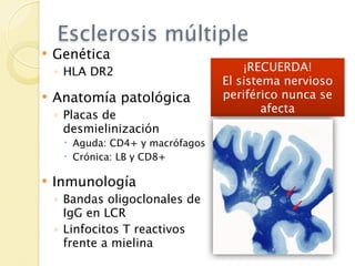 Esclerosis múltiple
   Genética
    ◦ HLA DR2                         ¡RECUERDA!
                                  El sistema nervioso
   Anatomía patológica           periférico nunca se
                                          afecta
    ◦ Placas de
      desmielinización
      Aguda: CD4+ y macrófagos
      Crónica: LB y CD8+

   Inmunología
    ◦ Bandas oligoclonales de
      IgG en LCR
    ◦ Linfocitos T reactivos
      frente a mielina
 