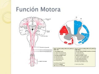 Función Motora
 