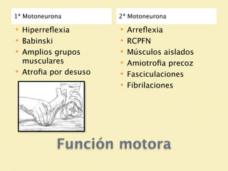 1ª Motoneurona          2ª Motoneurona

   Hiperreﬂexia           Arreﬂexia
   Babinski               RCPFN
   Amplios grupos         Músculos aislados
    musculares             Amiotroﬁa precoz
   Atroﬁa por desuso      Fasciculaciones
                           Fibrilaciones




            Función motora
 