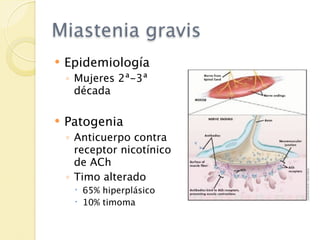 Miastenia gravis
   Epidemiología
    ◦ Mujeres 2ª-3ª
      década

   Patogenia
    ◦ Anticuerpo contra
      receptor nicotínico
      de ACh
    ◦ Timo alterado
      65% hiperplásico
      10% timoma
 
