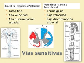 Protopática – Sistema
Epicrítica – Cordones Posteriores
                                    Anterolateral
   Tacto ﬁno                          Termalgesia
   Alta velocidad                     Baja velocidad
   Alta discriminación                Baja discriminación
    espacial                            espacial




               Vías sensitivas
 