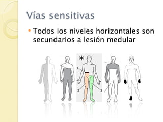 Vías sensitivas
   Todos los niveles horizontales son
    secundarios a lesión medular
 