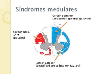 Síndromes medulares
                               Cordón posterior
                               Sensibilidad epicrítica ipsilateral




Cordón lateral
1ª MTN
ipsilateral




                 Cordón anterior
                 Sensibilidad protopática contralateral
 