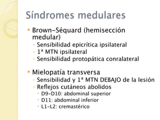 Síndromes medulares
   Brown-Séquard (hemisección
    medular)
    ◦ Sensibilidad epicrítica ipsilateral
    ◦ 1ª MTN ipsilateral
    ◦ Sensibilidad protopática conralateral

   Mielopatía transversa
    ◦ Sensibilidad y 1ª MTN DEBAJO de la lesión
    ◦ Reﬂejos cutáneos abolidos
      D9-D10: abdominal superior
      D11: abdominal inferior
      L1-L2: cremastérico
 