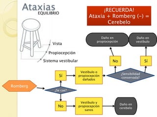 Ataxias
       EQUILIBRIO
                                            ¡RECUERDA!
                                      Ataxia + Romberg (-) =
                                              Cerebelo

                                              Daño en                 Daño en
                                           propiocepción              vestíbulo
               Vista

             Propiocepción

           Sistema vestibular                       No                     Sí

                                 Vestíbulo o
                                                           ¿Sensibilidad
                    Sí          propiocepción
                                                           conservada?
                                   dañados

Romberg
                 ¿Se cae?



                                 Vestíbulo y
                                                           Daño en
                   No           propiocepción
                                                           cerebelo
                                    sanos
 