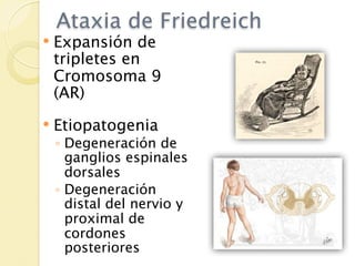 Ataxia de Friedreich
   Expansión de
    tripletes en
    Cromosoma 9
    (AR)
   Etiopatogenia
    ◦ Degeneración de
      ganglios espinales
      dorsales
    ◦ Degeneración
      distal del nervio y
      proximal de
      cordones
      posteriores
 