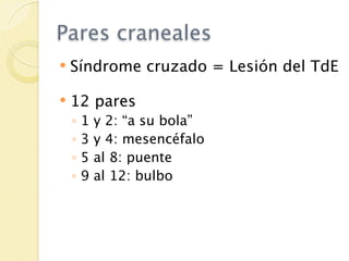 Pares craneales
   Síndrome cruzado = Lesión del TdE

   12 pares
    ◦   1   y 2: “a su bola”
    ◦   3   y 4: mesencéfalo
    ◦   5   al 8: puente
    ◦   9   al 12: bulbo
 