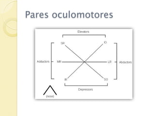 Pares oculomotores
 