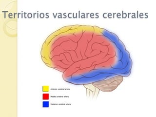 Territorios vasculares cerebrales
 
