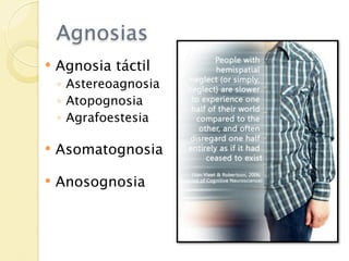 Agnosias
   Agnosia táctil
    ◦ Astereoagnosia
    ◦ Atopognosia
    ◦ Agrafoestesia

   Asomatognosia

   Anosognosia
 