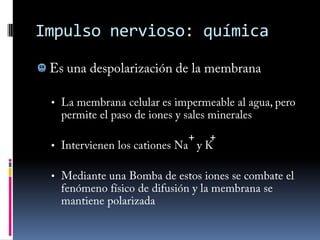 Neuronas: partesCuerpo celular         Dendritas(ramificaciones del cuerpo celular de importancia para sinapsis)NúcleoOtros orgánulos celulares