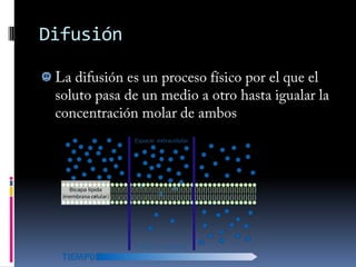 Neuronas: partes   Axón(prolongación del cuerpo celular a lo largo del cual se transmitirá el impulso nervioso y de importancia para la sinapsis)