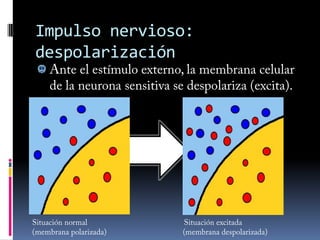 Impulso nerviosoEs un impulso eléctrico que viaja a través de la membrana celularEs por definición:Dendrífugo: parte de las dendritas