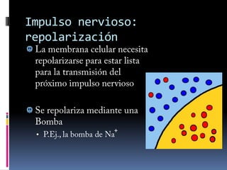 Axípeto: recorre el axónIN