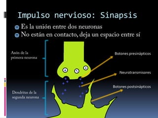 Impulso nervioso: químicaEs una despolarización de la membranaLa membrana celular es impermeable al agua, pero permite el paso de iones y sales minerales