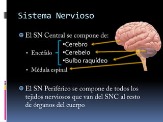 Intervienen los cationes Na   y K