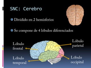 DifusiónLa difusión es un proceso físico por el que el soluto pasa de un medio a otro hasta igualar la concentración molar de ambos