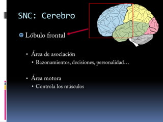 Impulso nervioso: despolarizaciónAnte el estímulo externo, la membrana celular de la neurona sensitiva se despolariza (excita).Situación normal                                               Situación excitada(membrana polarizada)                                     (membrana despolarizada)